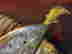 item-71806576=2
