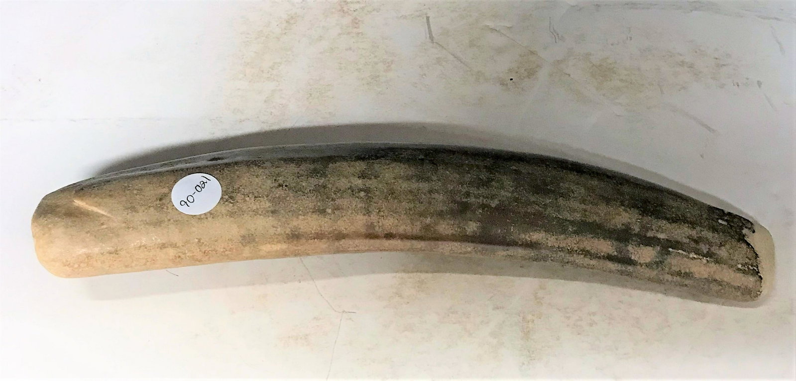 Inuit Native American Indian Oosik Seal, or Halibut: Original Inuit Native American Indian Oosik seal, or halibut club. The Oosik, or baculum is the penile bone found in the penis of many placental animals. Traditionally in Inuit culture, these bones wo