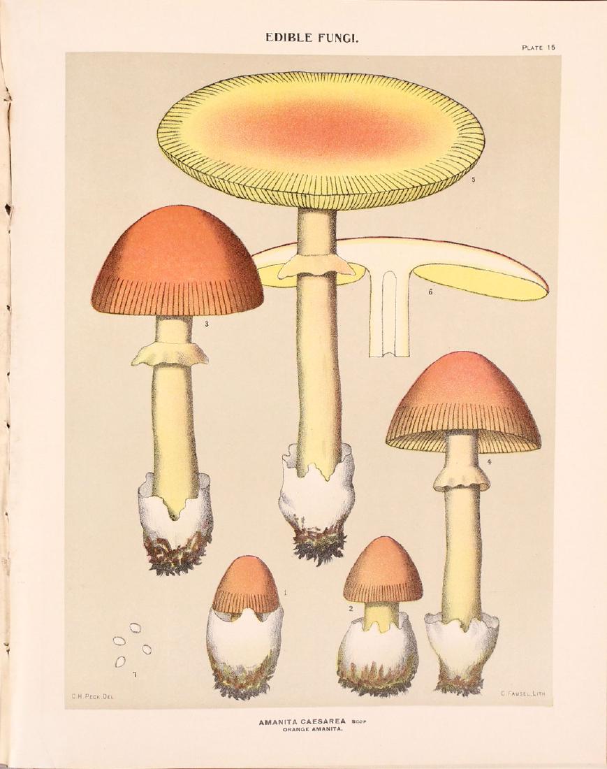 ENGRAVING - Prints - Botanical. Peck (1 of 6)