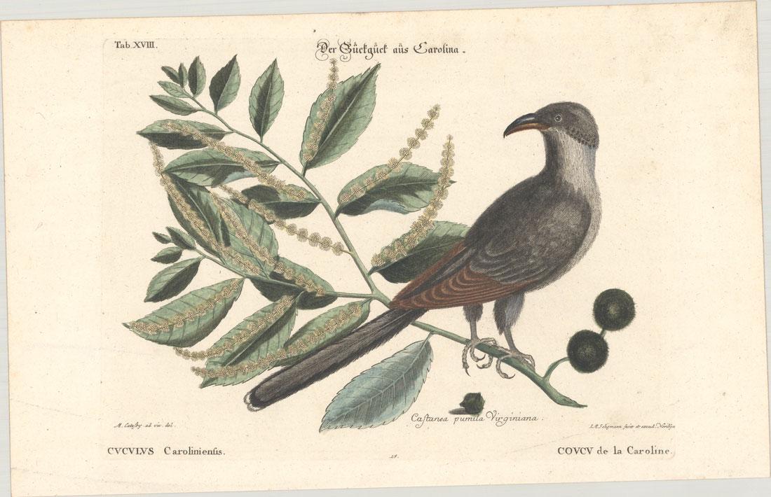 ENGRAVING, Bird, Catesby: This catalog is "VIEW ONLY" on LiveAuctioneers - bids must be placed at oldworldauctions.com. Prints Bird. Mark Catesby, [Yellow-Billed Cuckoo & Chinkapin] Der Guctguct aus Carolina. Cuculus Carolinie