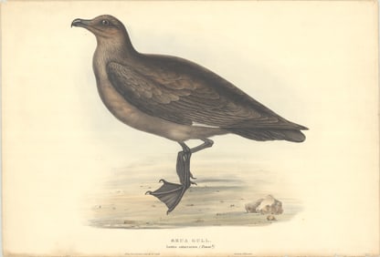 PRINT, Birds, Gould