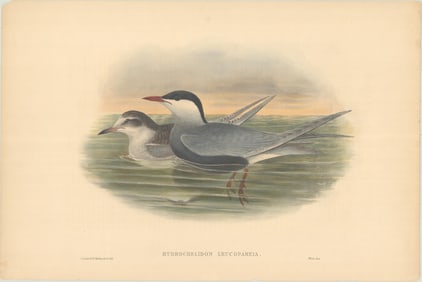PRINT, Birds, Gould