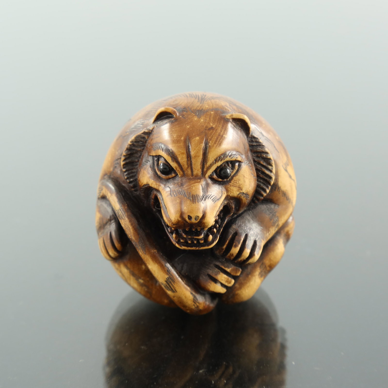 An oriental boxwood netsuke, 20th Centur: An oriental boxwood netsuke, 20th Century, in the form of a curled up dog growling, signed, height 4cm