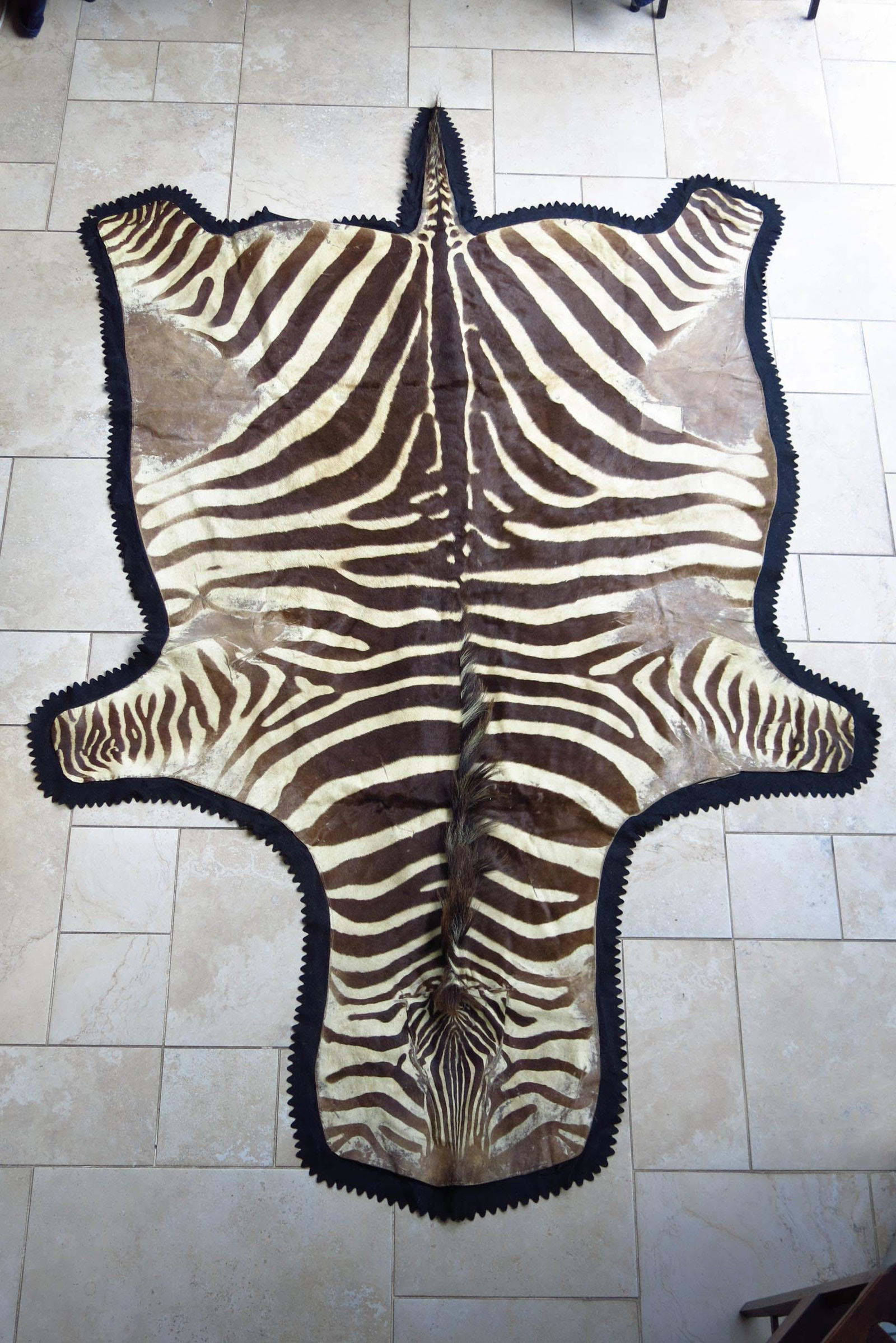 A large zebra skin rug or hanging,on fel (1 of 1)