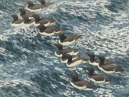 Charles Frederick Tunnicliffe R.A. (Brit: Charles Frederick Tunnicliffe R.A. (British, 1901-1979), 'Summer Guillemots', signed l.r., titled verso, watercolour, 42 by 57cm, framed. Provenance: with The Tryon Gallery, London. Note: Artist Resal