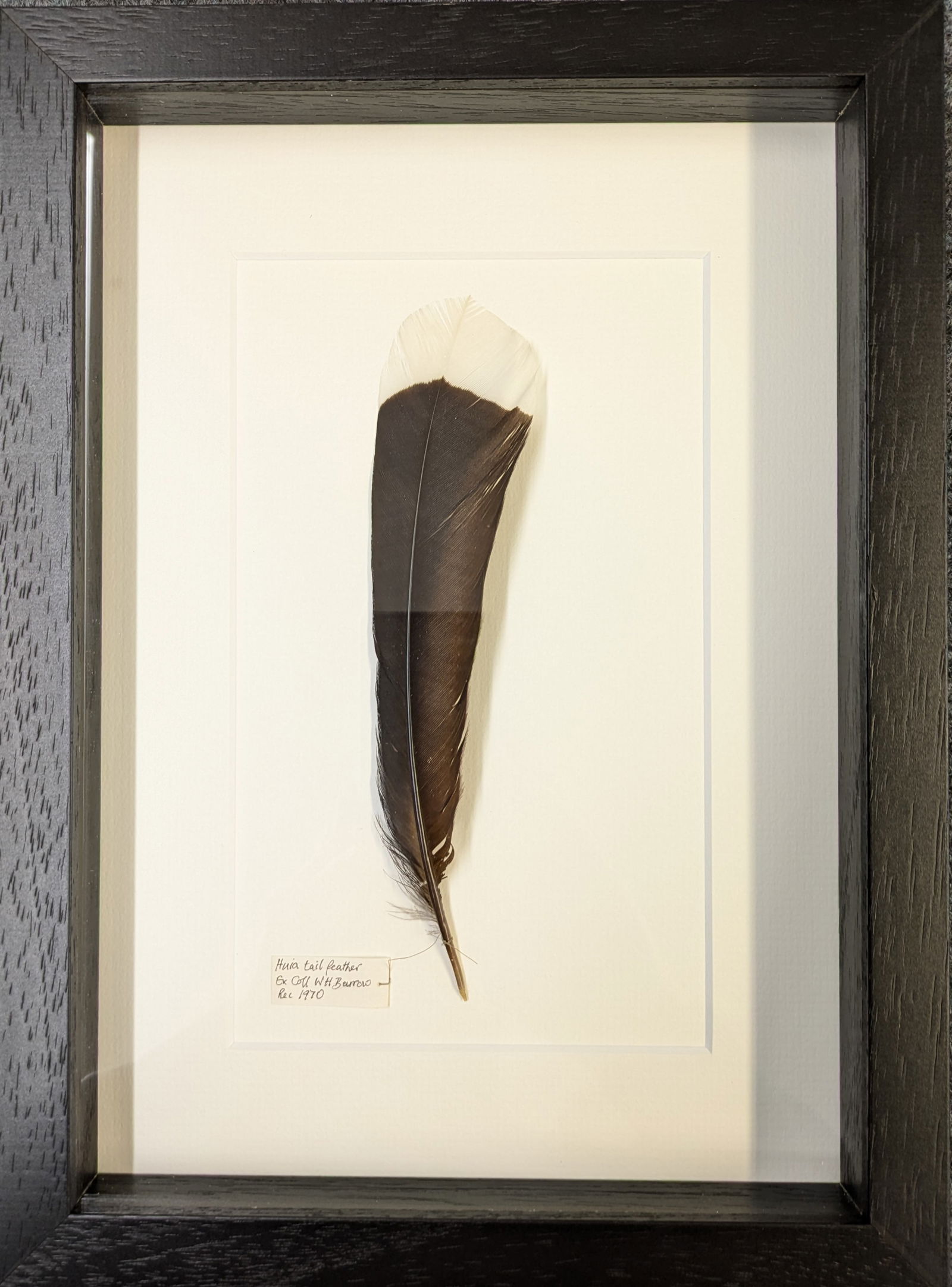 A framed huia tail feather (Heteralocha (1 of 1)