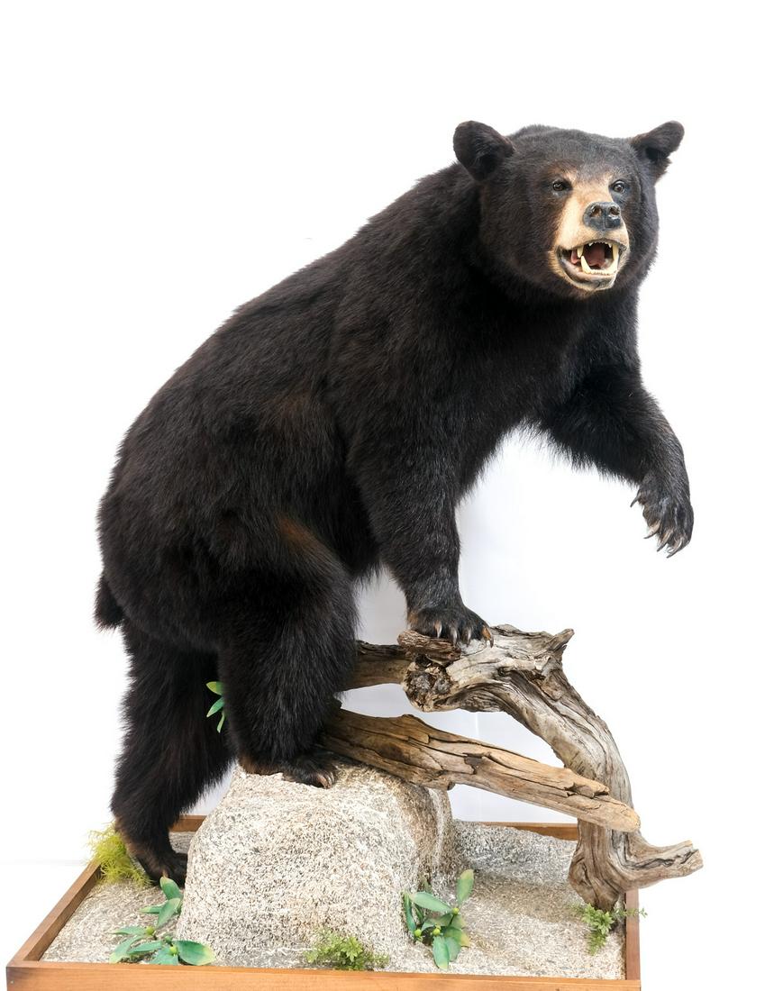 Full Body Taxidermy Black Bear Mount: Description Ursus Americanus, Full Body Mounted Black Bear Taxidermy Trophy on Habitat base. Excellent Condition, Contemporary. 57" Tall, 40" wide, 32" deep.