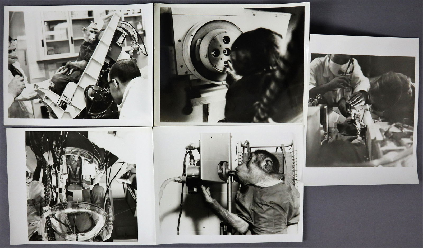 5 - Original Mercury Program Primate Photographs (1 of 2)