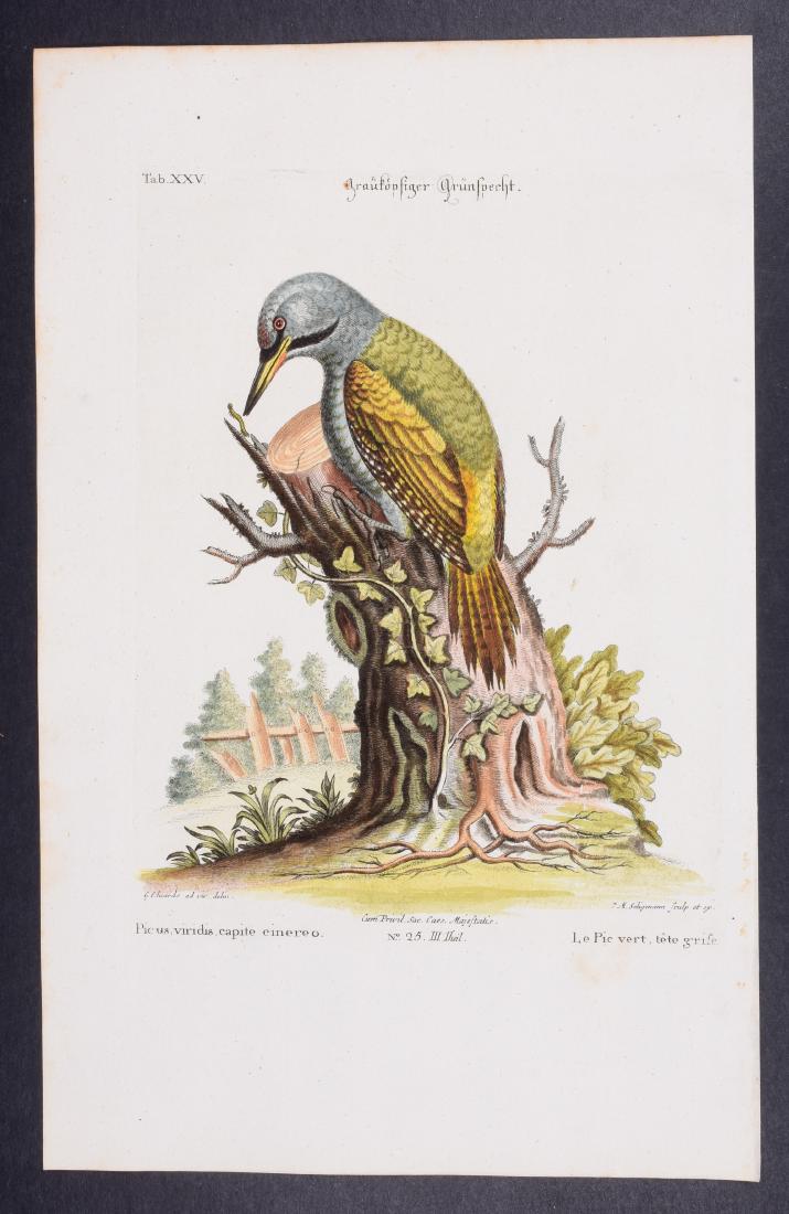 Edwards & Seligmann - Woodpecker. 25: Johann Seligmann created this wonderful folio work featuring the art of both George Edwards and Mark Catesby. Entitled Sammlung verschiedener auslandischer und seltener Vogel, the rare work features b