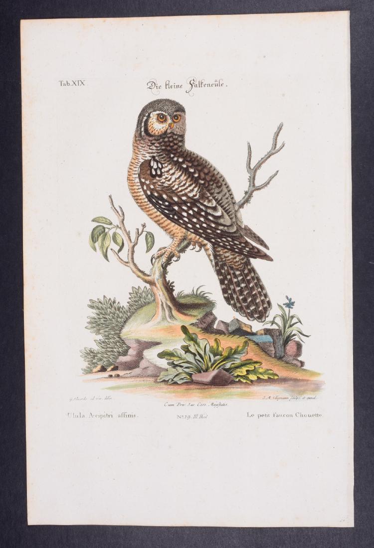 Edwards & Seligmann - Owl. 19: Johann Seligmann created this wonderful folio work featuring the art of both George Edwards and Mark Catesby. Entitled Sammlung verschiedener auslandischer und seltener Vogel, the rare work features b