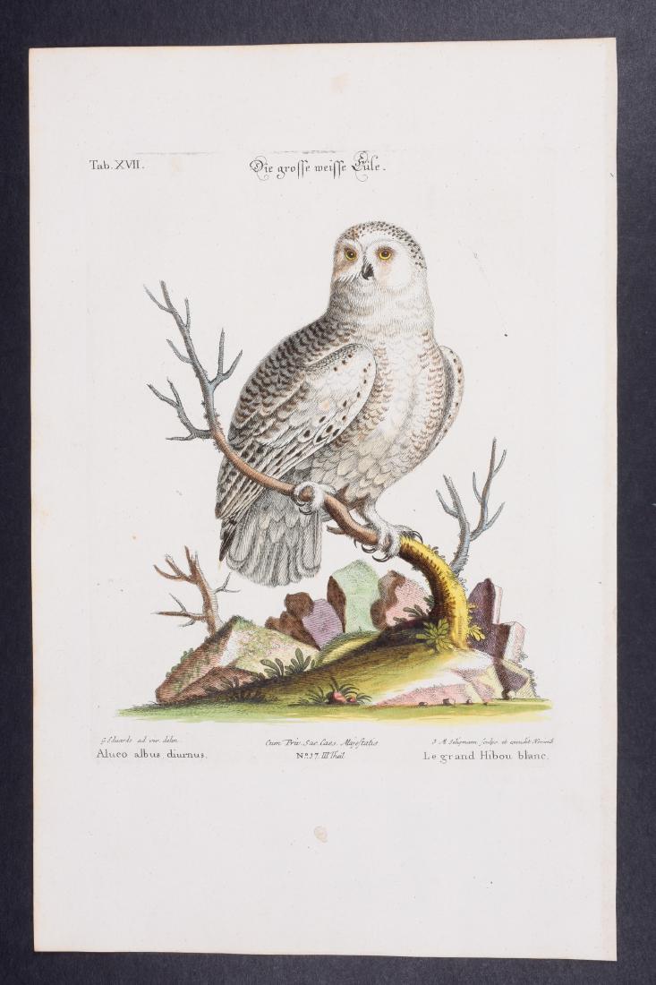 Edwards & Seligmann - Snowy Owl. 17: Johann Seligmann created this wonderful folio work featuring the art of both George Edwards and Mark Catesby. Entitled Sammlung verschiedener auslandischer und seltener Vogel, the rare work features b