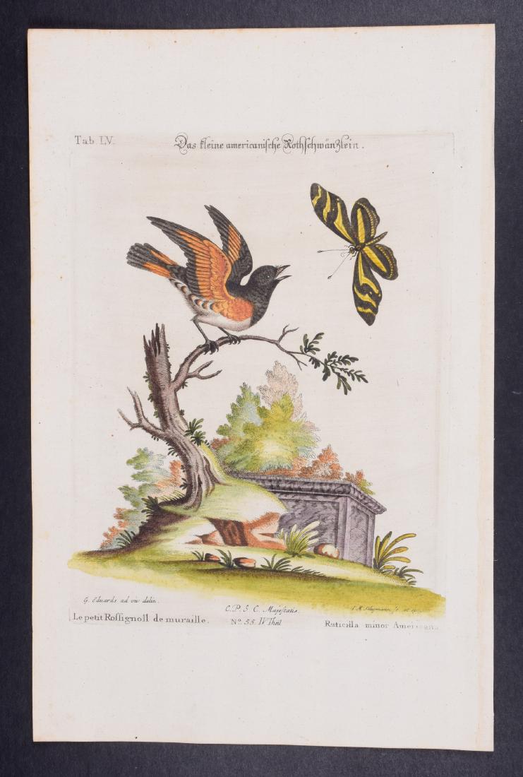 Edwards & Seligmann - Ruticilla minor & Butterfly. 55: Johann Seligmann created this wonderful folio work featuring the art of both George Edwards and Mark Catesby. Entitled Sammlung verschiedener auslandischer und seltener Vogel, the rare work features b