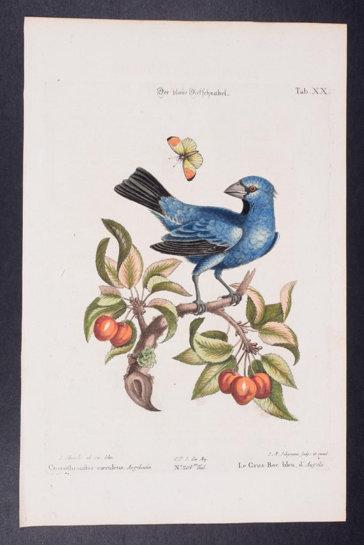 Edwards & Seligmann - Grosbeak & Cherry. 20: Johann Seligmann created this wonderful folio work featuring the art of both George Edwards and Mark Catesby. Entitled Sammlung verschiedener auslandischer und seltener Vogel, the rare work features b