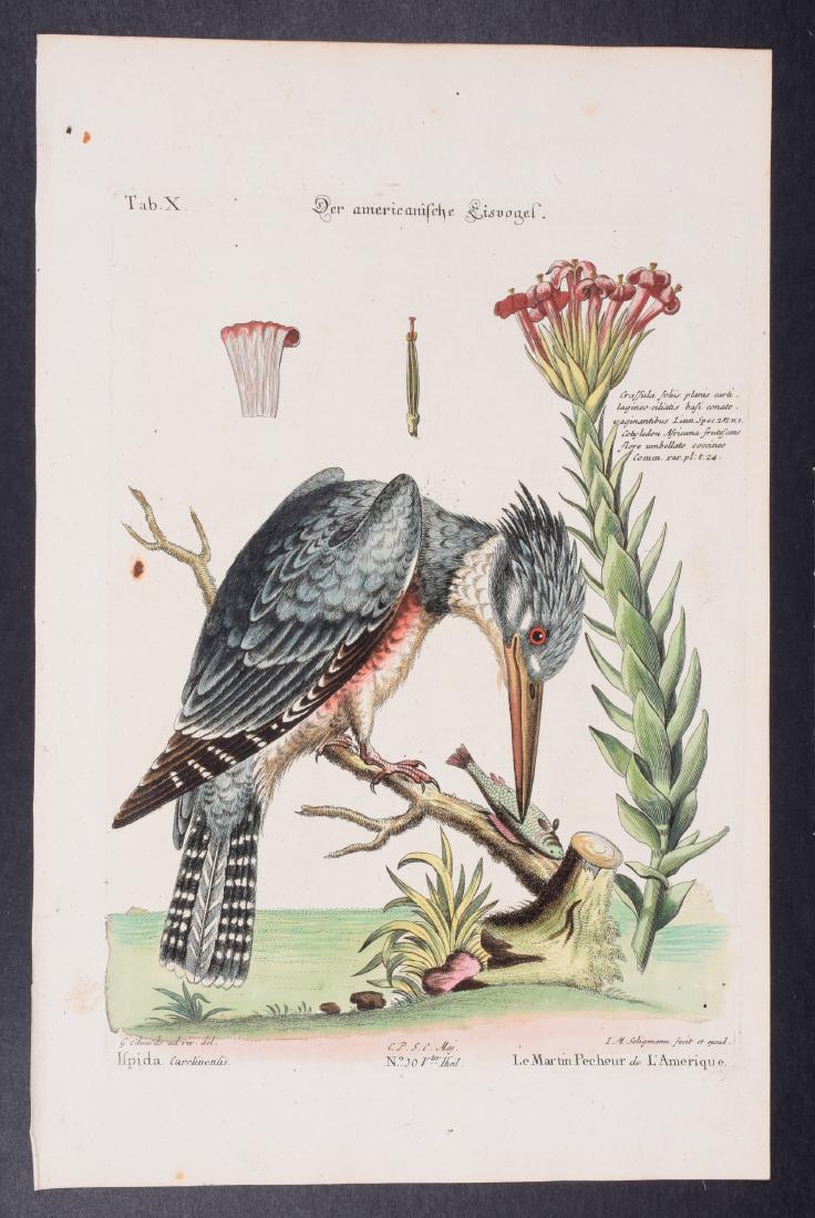 Edwards & Seligmann - Kingfisher. 10: Johann Seligmann created this wonderful folio work featuring the art of both George Edwards and Mark Catesby. Entitled Sammlung verschiedener auslandischer und seltener Vogel, the rare work features b