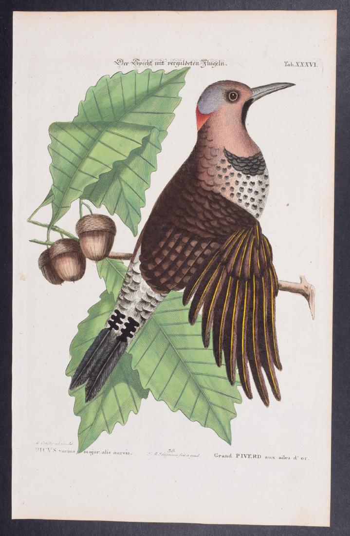 Catesby & Seligmann - Gold-Winged Woodpecker: Johann Seligmann created this wonderful folio work featuring the art of both George Edwards and Mark Catesby. Entitled Sammlung verschiedener auslandischer und seltener Vogel, the rare work features b