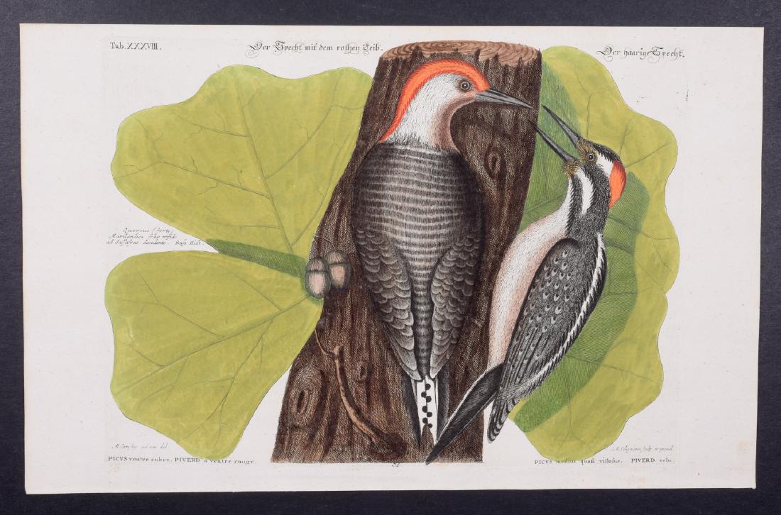 Catesby & Seligmann - Woodpeckers. 38: Johann Seligmann created this wonderful folio work featuring the art of both George Edwards and Mark Catesby. Entitled Sammlung verschiedener auslandischer und seltener Vogel, the rare work features b