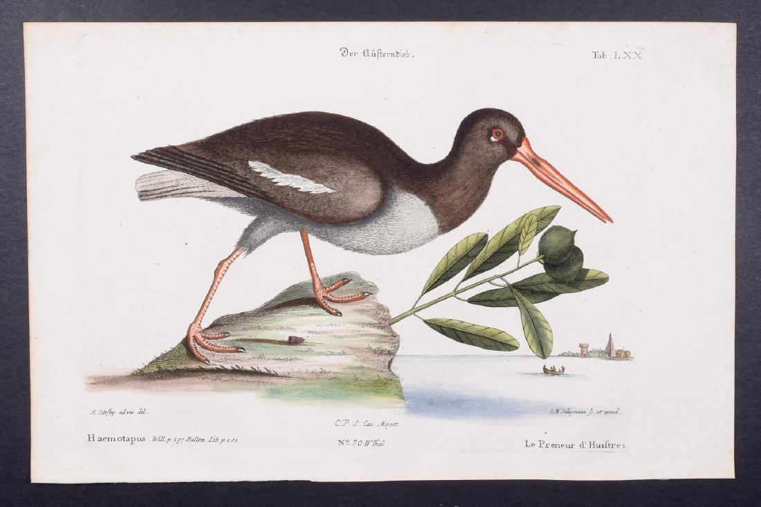 Catesby & Seligmann - Oyster Catcher w/ Frutex (1 of 1)