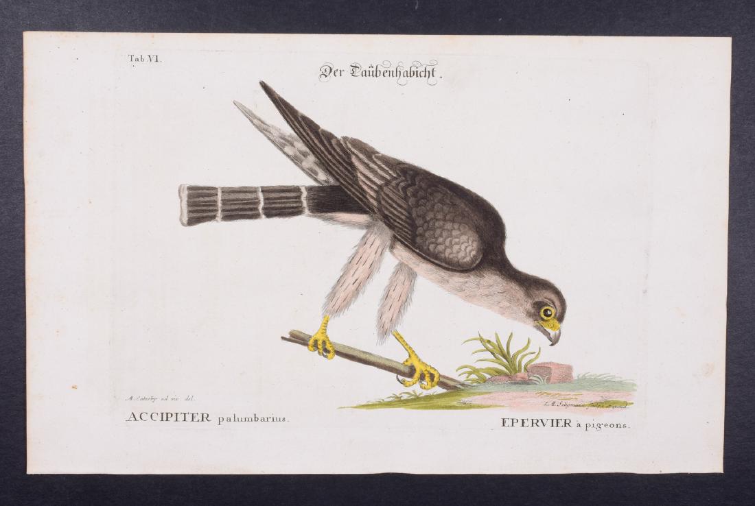 Catesby & Seligmann - Pigeon-Hawk. 6: Johann Seligmann created this wonderful folio work featuring the art of both George Edwards and Mark Catesby. Entitled Sammlung verschiedener auslandischer und seltener Vogel, the rare work features b