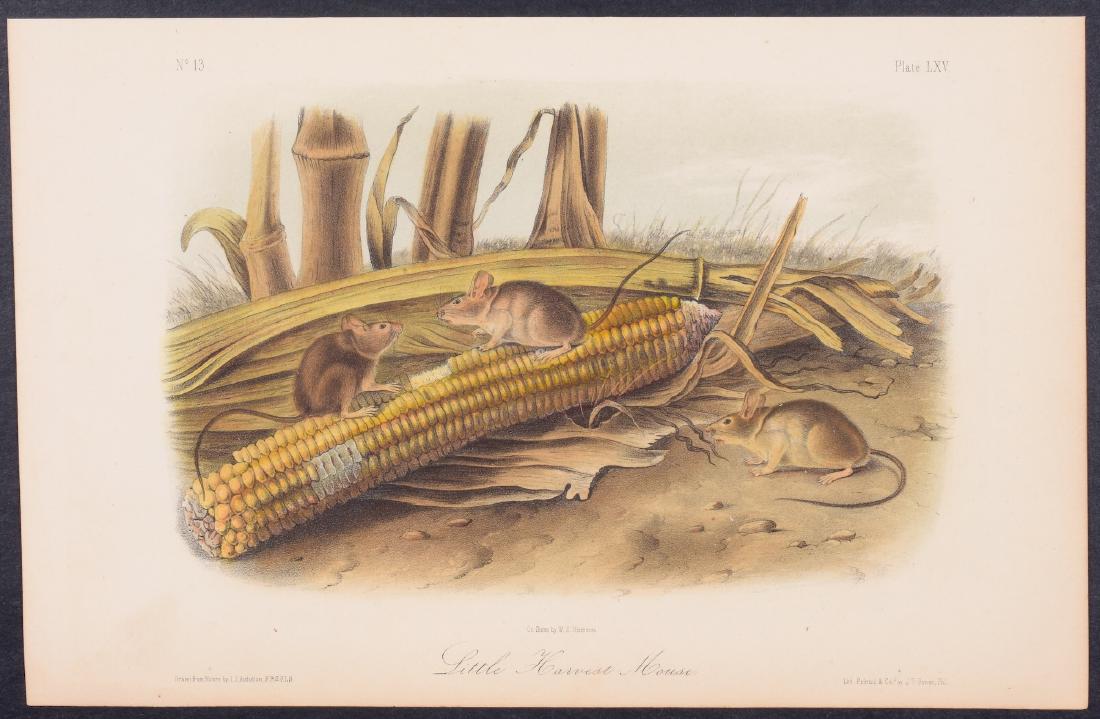 Audubon - Little Harvest Mouse. 65 (1 of 1)