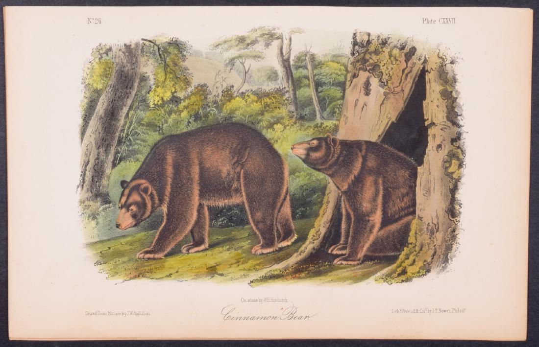 Audubon - Cinnamon Bear. 127 (1 of 1)