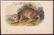 Audubon - Common American Wild-Cat. 1