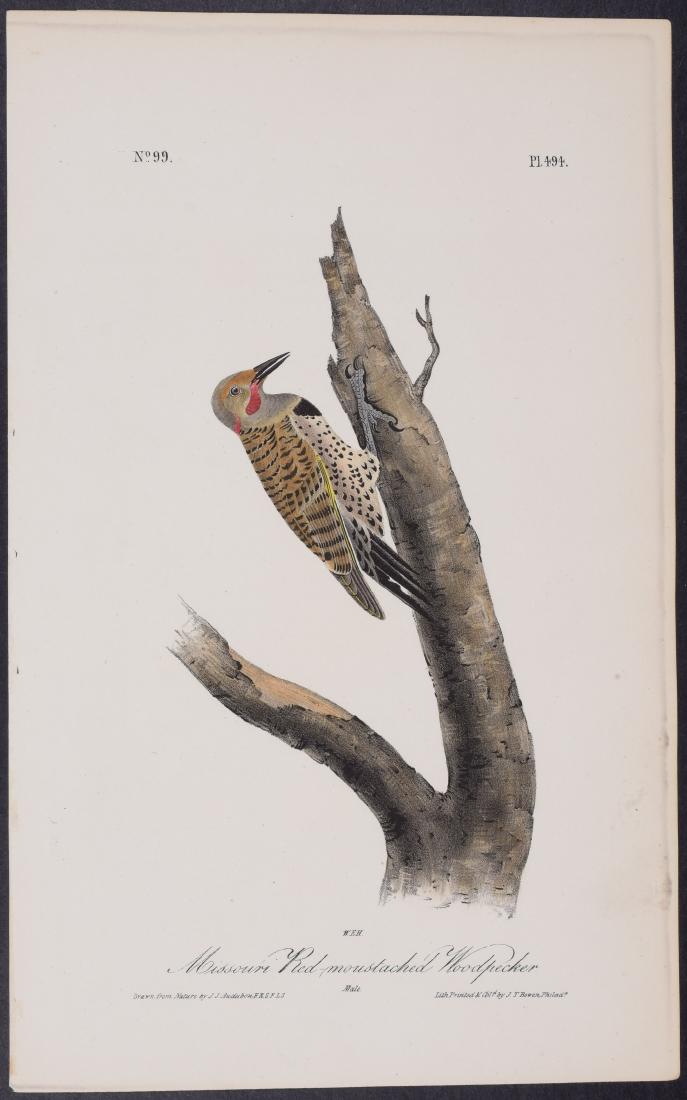 Audubon - Missouri Red-moustached Woodpecker. 494: This hand-colored lithograph comes from John James Audubon's first octavo edition of Birds of America published from 1840 to 1844. The work was completed under the direct supervision of J. J. Audubon.