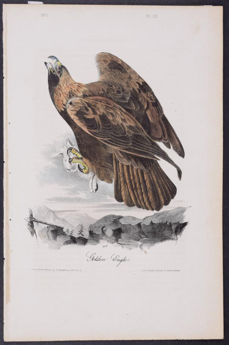 Audubon Golden Eagle 12