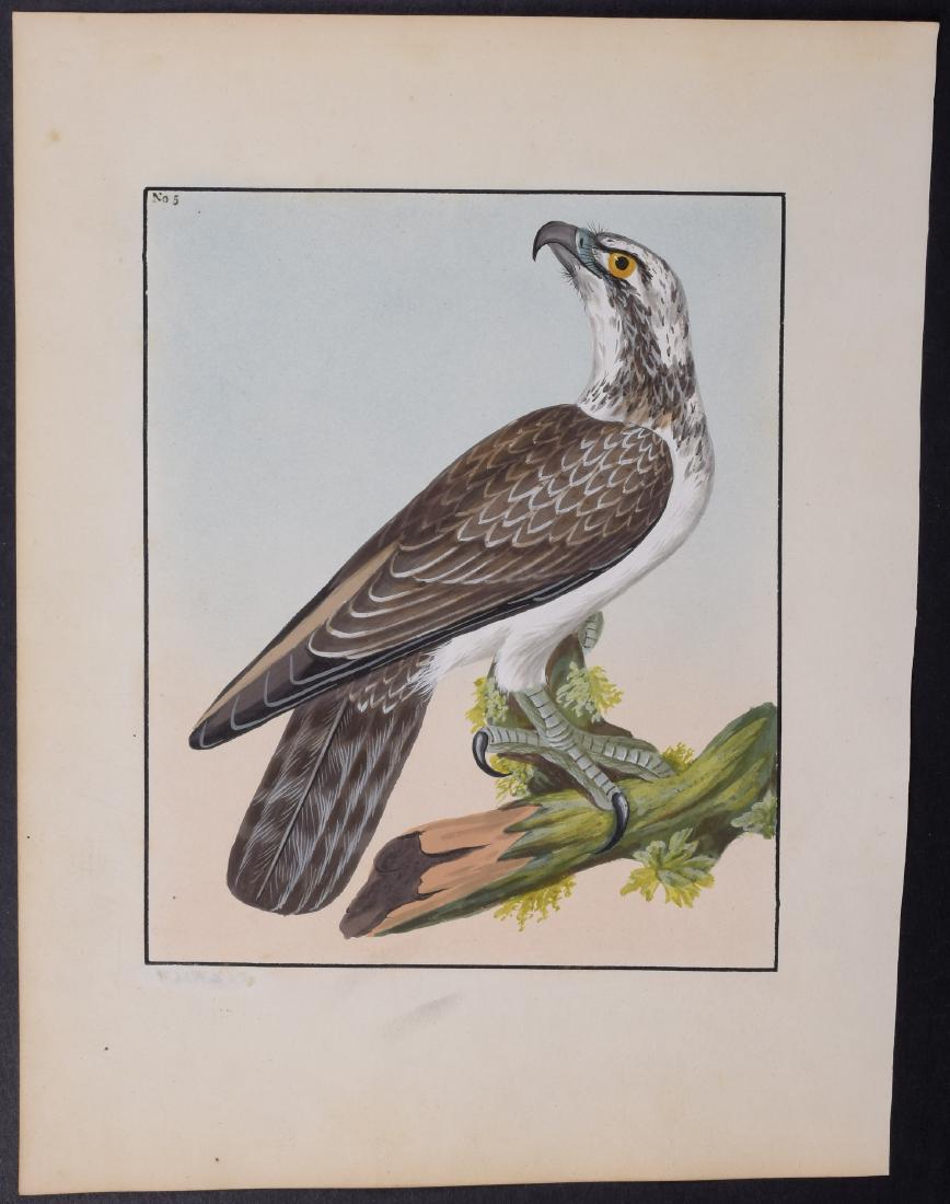 Lewin - Original Watercolor - Osprey. 5: This wonderful, original watercolor is from the beautiful ornithological collection by William Lewin entitled The Birds of Great Britain. Lewin created just 60 sets of these unique original watercolor