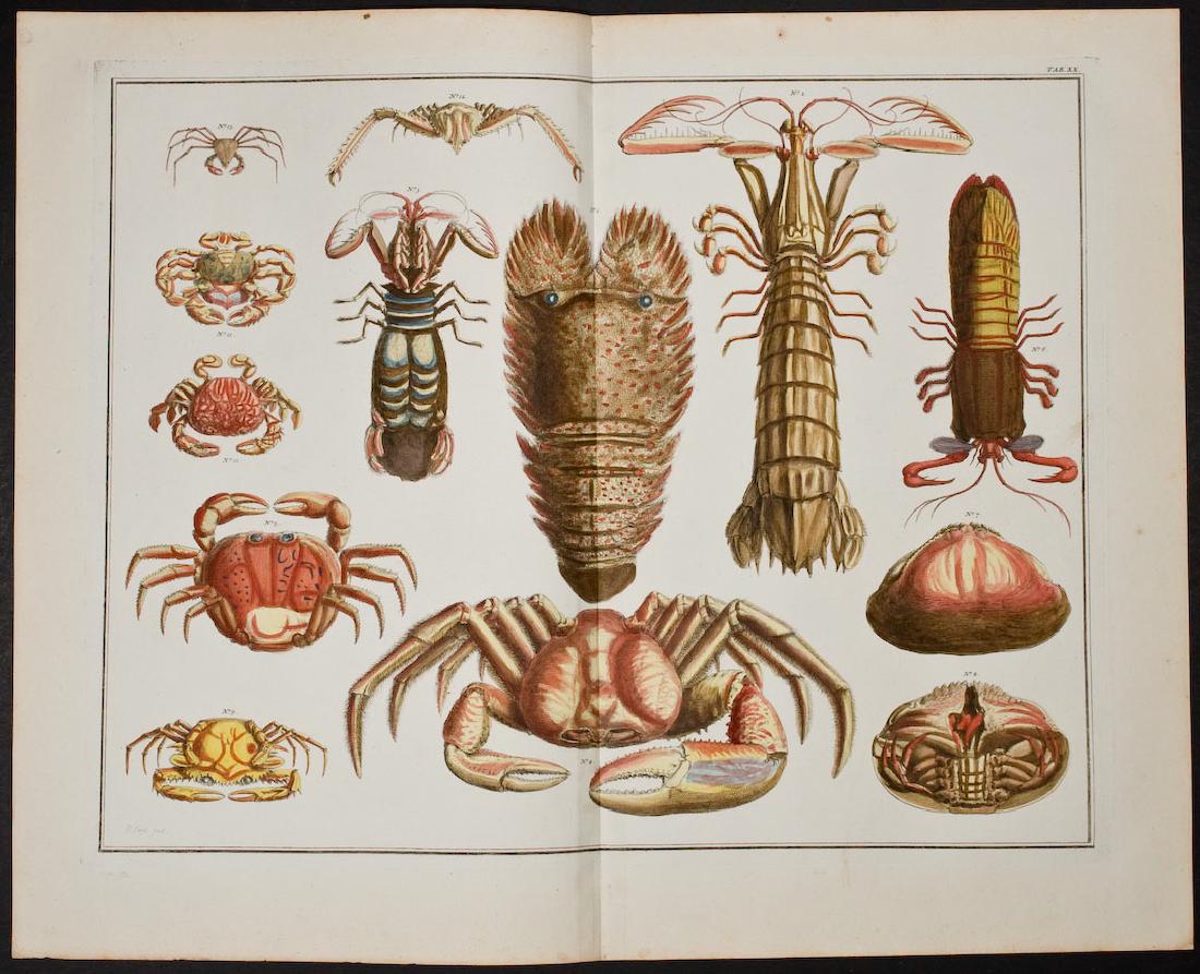 Seba - Crabs & Lobster. 20 (1 of 1)