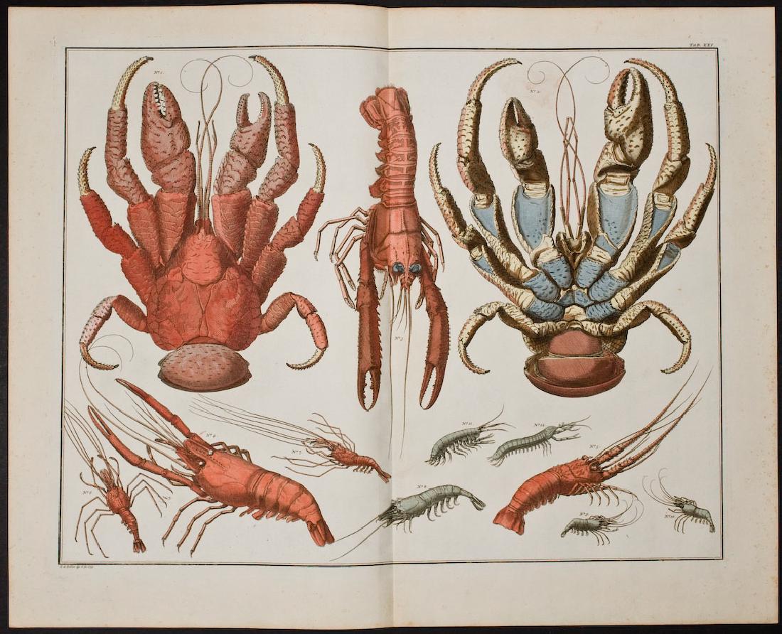 Seba - Crabs & Lobster. 21 (1 of 1)