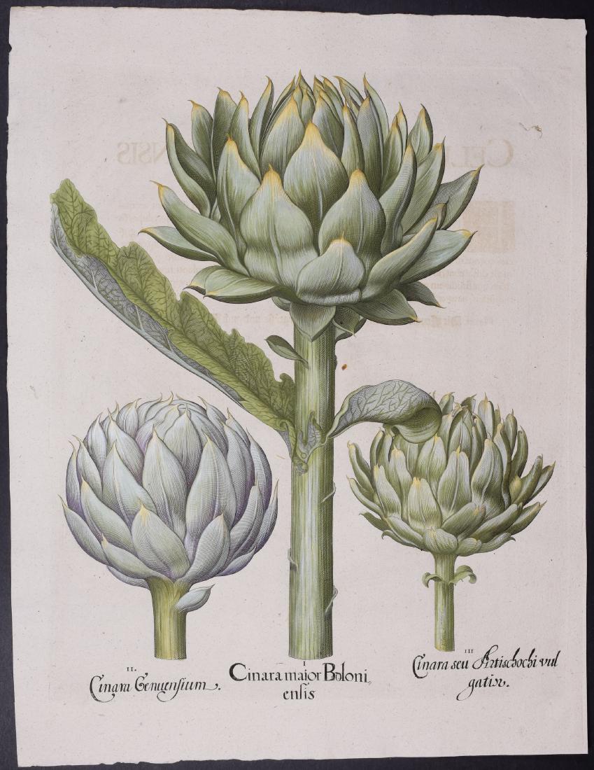 Besler - Artichoke (1 of 1)