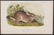 Audubon - Swamp Hare. 37