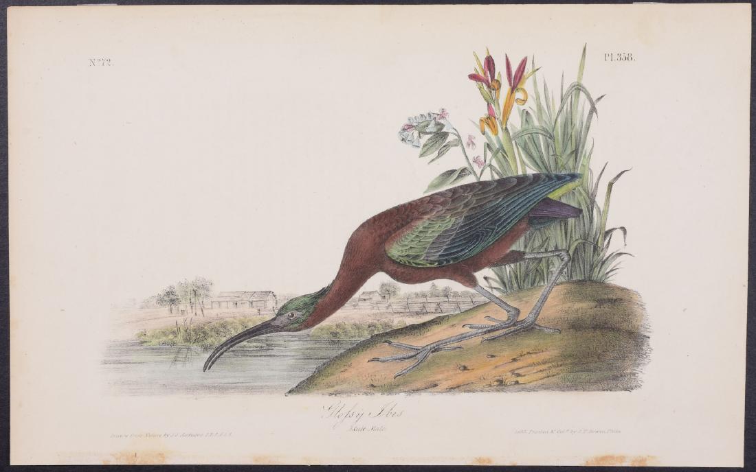 Audubon - Glossy Ibis. 358 (1 of 1)