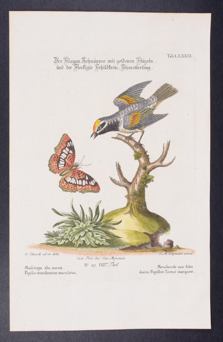 Edwards & Seligmann - Muscicapa & Butterfly. 89: Johann Seligmann created this wonderful folio work featuring the art of both George Edwards and Mark Catesby. Entitled Sammlung verschiedener auslandischer und seltener Vogel, the rare work features b