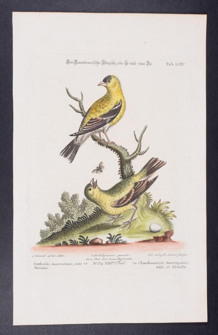 Edwards & Seligmann - Carduellis Americana. 64: Johann Seligmann created this wonderful folio work featuring the art of both George Edwards and Mark Catesby. Entitled Sammlung verschiedener auslandischer und seltener Vogel, the rare work features b
