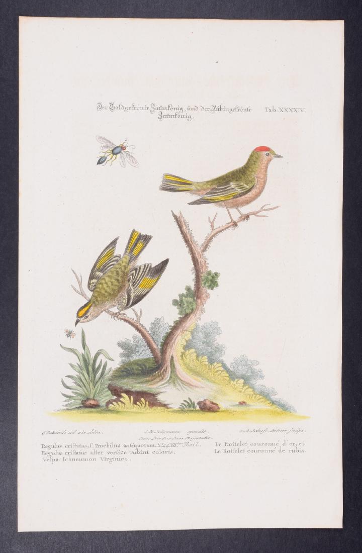 Edwards & Seligmann - Goldcrest. 44: Johann Seligmann created this wonderful folio work featuring the art of both George Edwards and Mark Catesby. Entitled Sammlung verschiedener auslandischer und seltener Vogel, the rare work features b