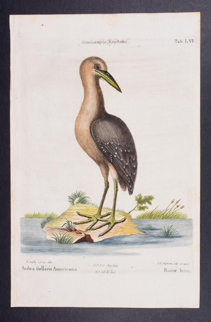 Catesby & Seligmann - Brown Bittern. 56: Johann Seligmann created this wonderful folio work featuring the art of both George Edwards and Mark Catesby. Entitled Sammlung verschiedener auslandischer und seltener Vogel, the rare work features b