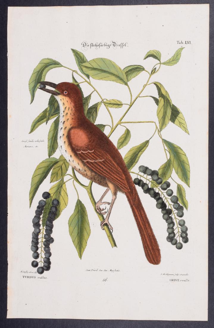 Catesby & Seligmann - Fox Coloured Thrush. 56: Johann Seligmann created this wonderful folio work featuring the art of both George Edwards and Mark Catesby. Entitled Sammlung verschiedener auslandischer und seltener Vogel, the rare work features b