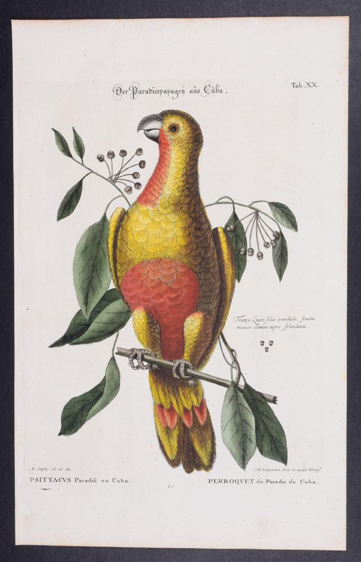 Catesby & Seligmann - Parrot of Paradise. 20: Johann Seligmann created this wonderful folio work featuring the art of both George Edwards and Mark Catesby. Entitled Sammlung verschiedener auslandischer und seltener Vogel, the rare work features b