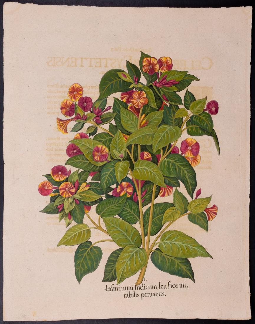 Besler - Jasmine; Jasminum Indicum (1 of 1)