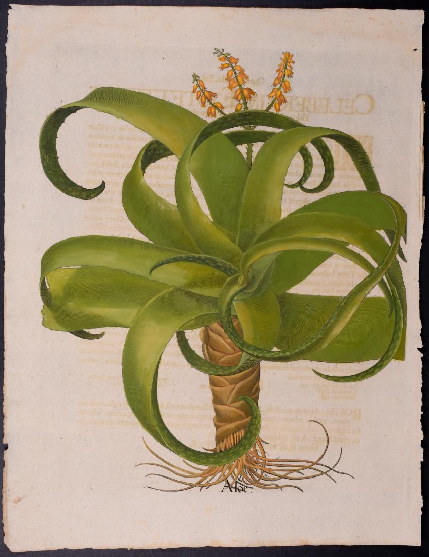 Besler - Aloe (1 of 1)