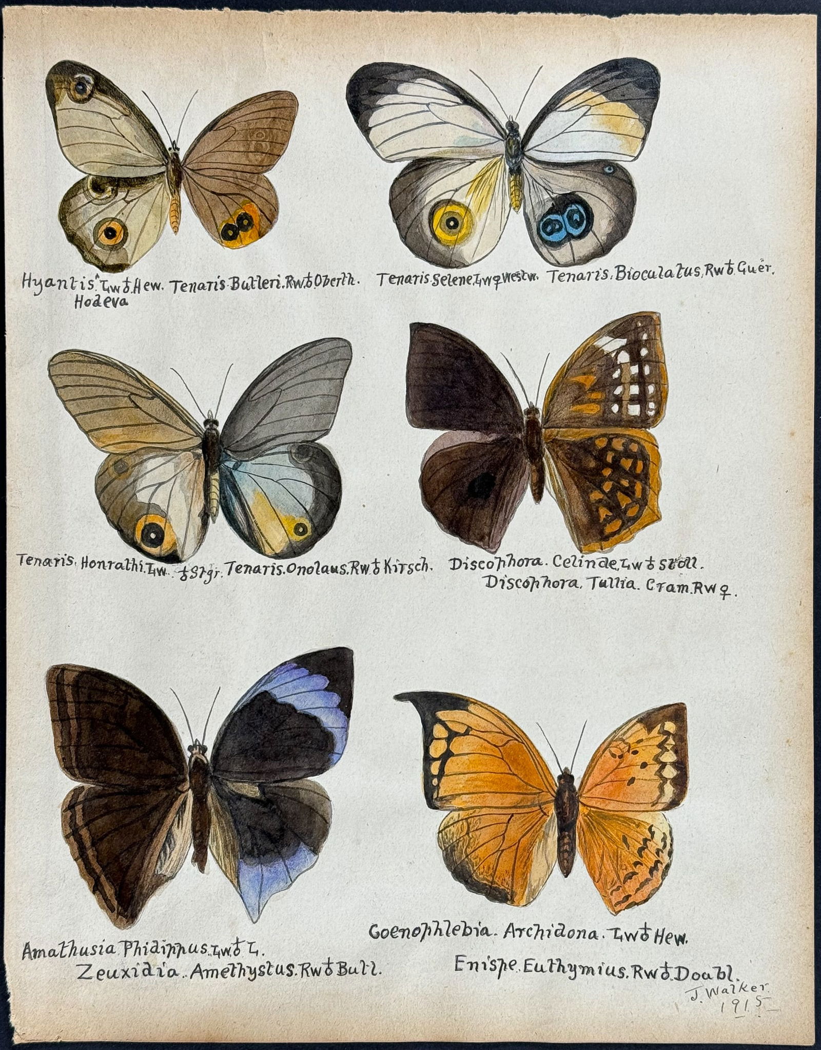 Walker - Original Watercolor of Butterflies or Moths: This rich original watercolor is of butterflies or moths. It's from a watercolor album done by James John Walker titled Exotic Butterflies Drawn and Coloured from ….Specimens in own collection.