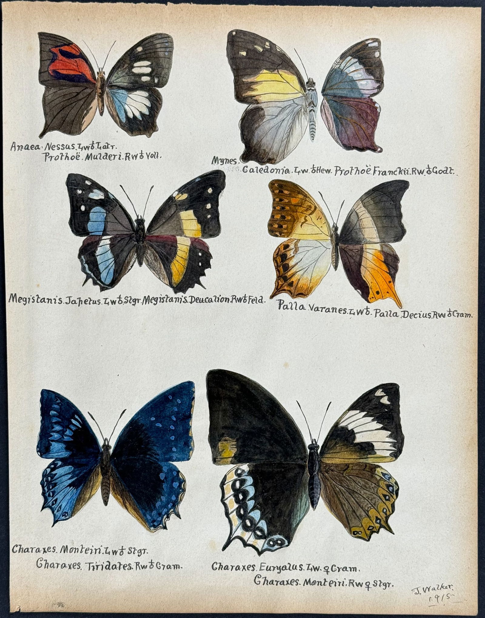 Walker - Original Watercolor of Butterflies or Moths: This rich original watercolor is of butterflies or moths. It's from a watercolor album done by James John Walker titled Exotic Butterflies Drawn and Coloured from ….Specimens in own collection.