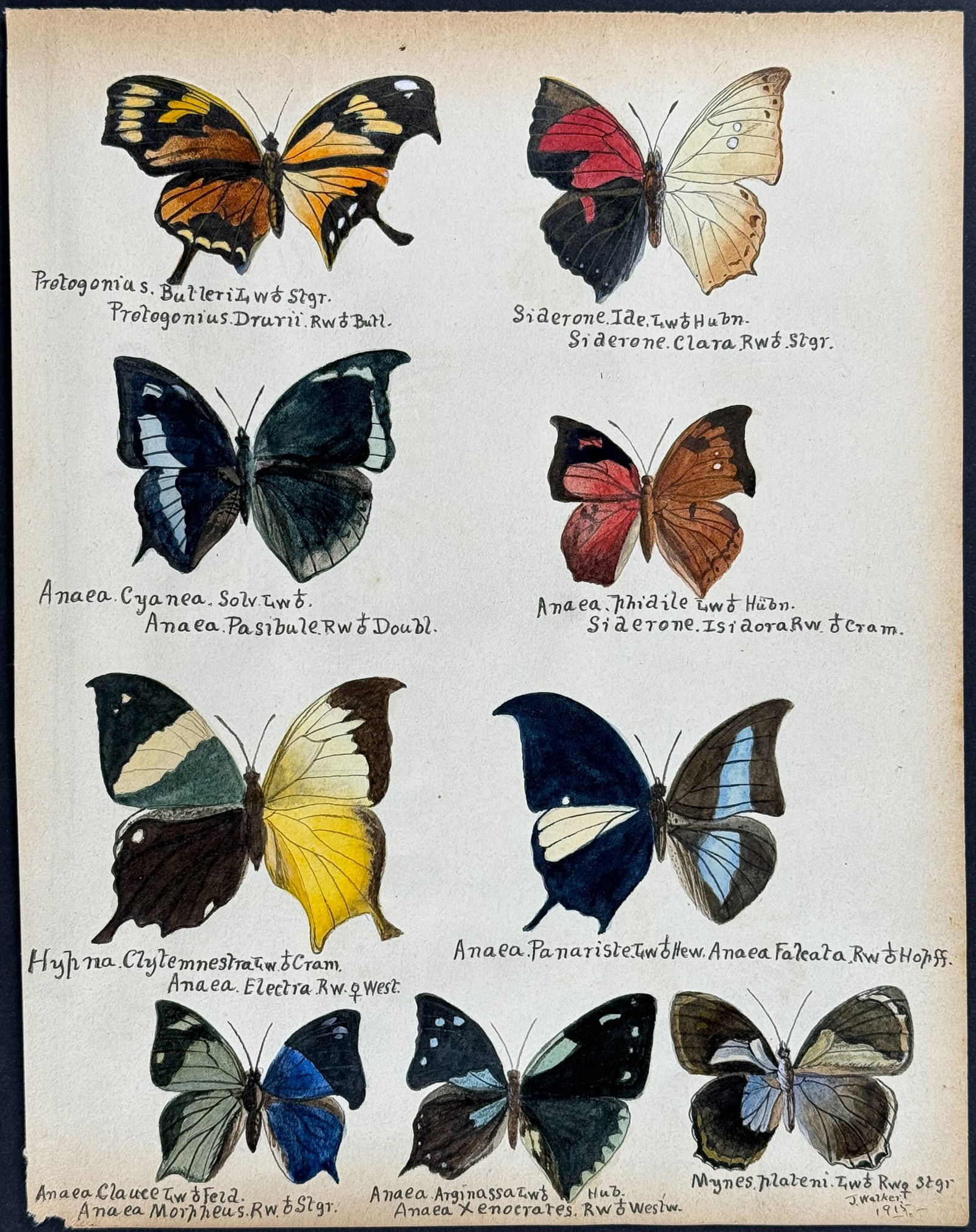 Walker - Original Watercolor of Butterflies or Moths: This rich original watercolor is of butterflies or moths. It's from a watercolor album done by James John Walker titled Exotic Butterflies Drawn and Coloured from ….Specimens in own collection.