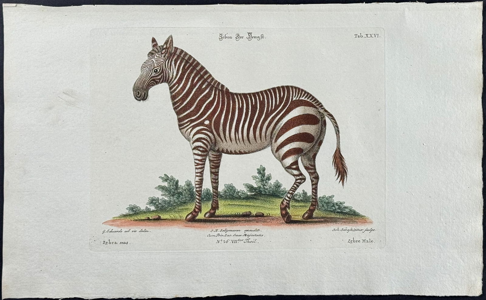 Edwards & Seligmann - Pair of Engravings: Quagga (Extinct) & Zebra: Johann Seligmann created this wonderful folio work featuring the art of both George Edwards and Mark Catesby. Entitled Sammlung verschiedener auslandischer und seltener Vogel, the rare work features b