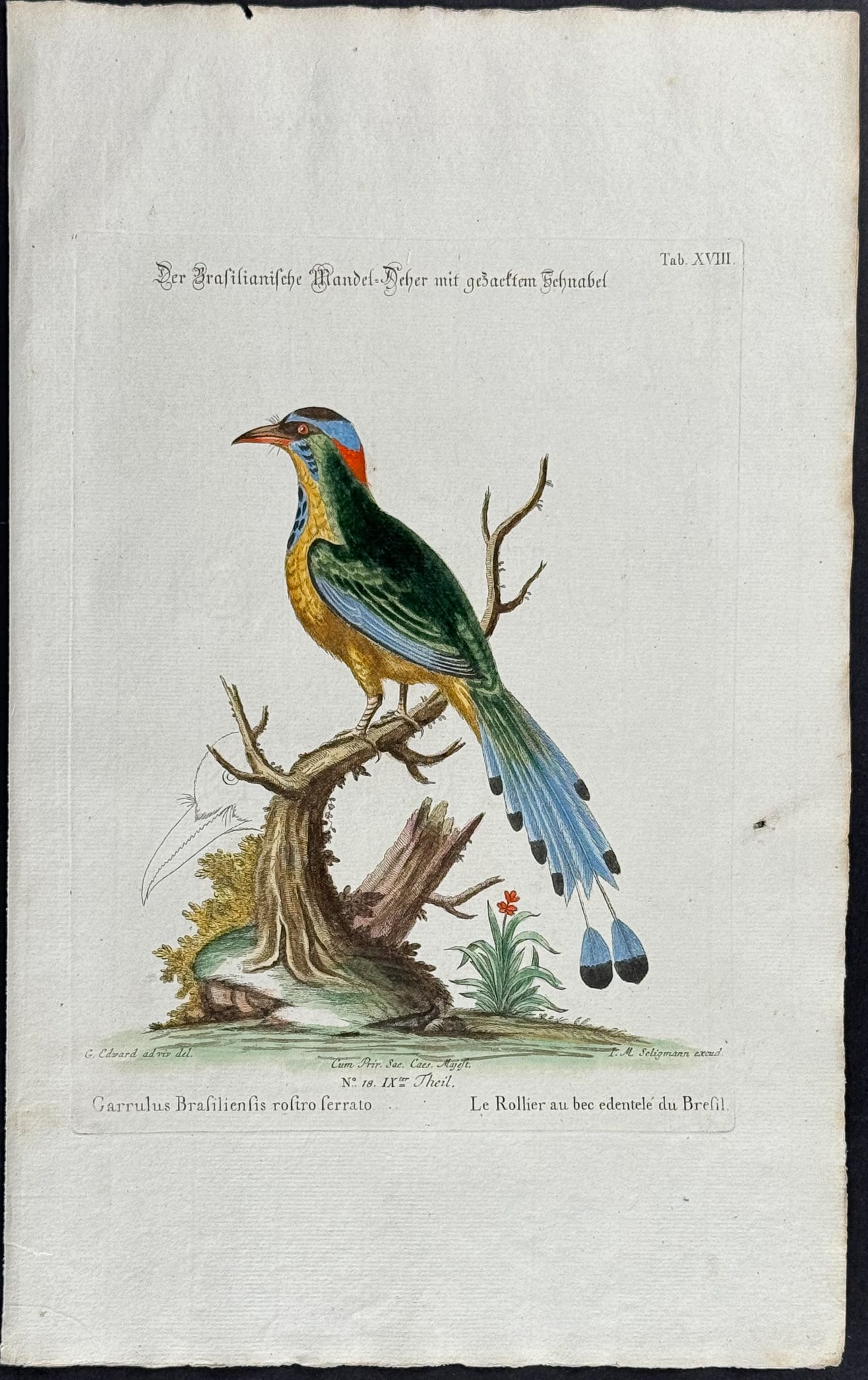 Edwards & Seligmann - Pair of Bee Eater Engravings: Johann Seligmann created this wonderful folio work featuring the art of both George Edwards and Mark Catesby. Entitled Sammlung verschiedener auslandischer und seltener Vogel, the rare work features b