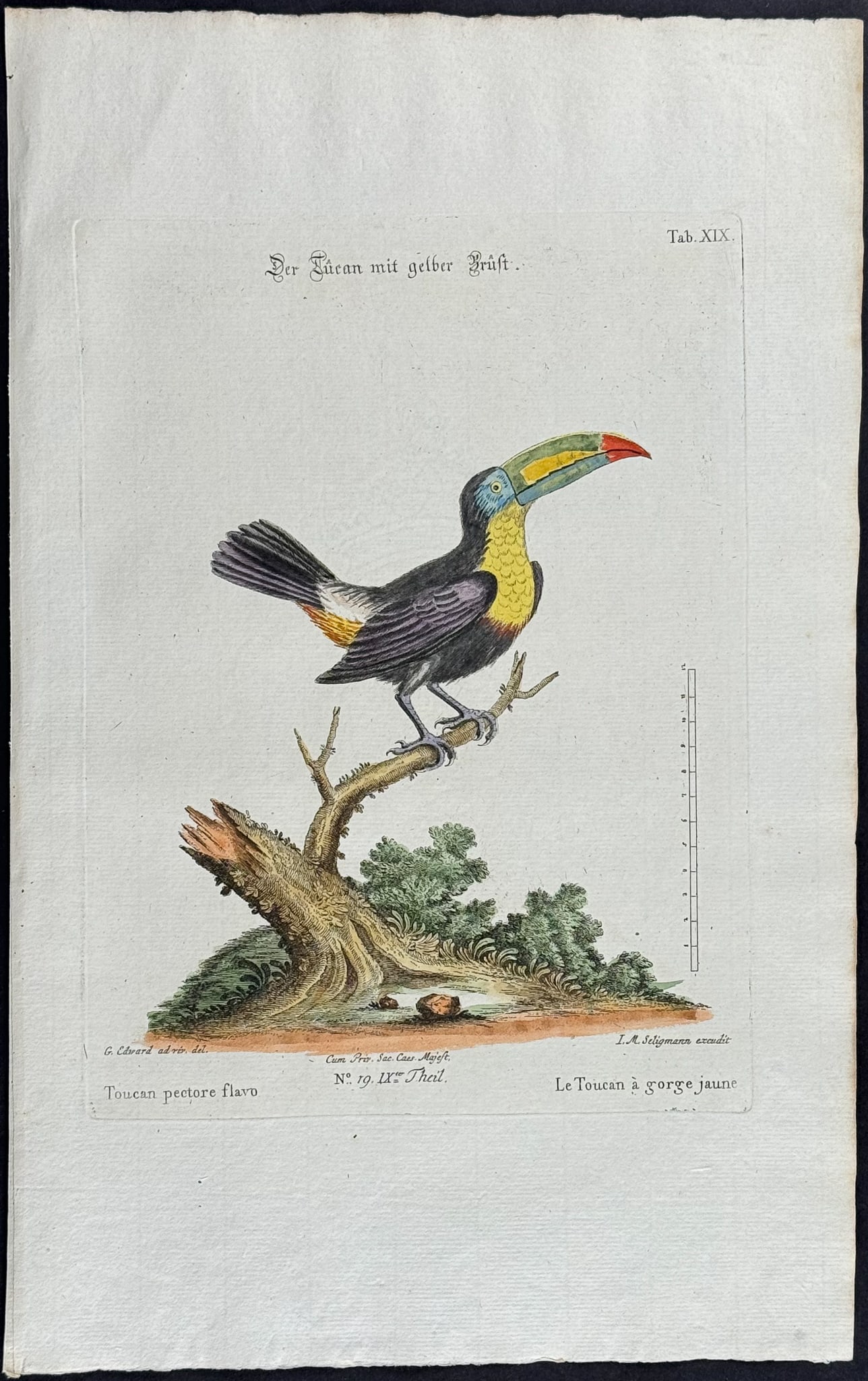 Edwards & Seligmann - Pair of Toucan Engravings: Johann Seligmann created this wonderful folio work featuring the art of both George Edwards and Mark Catesby. Entitled Sammlung verschiedener auslandischer und seltener Vogel, the rare work features b