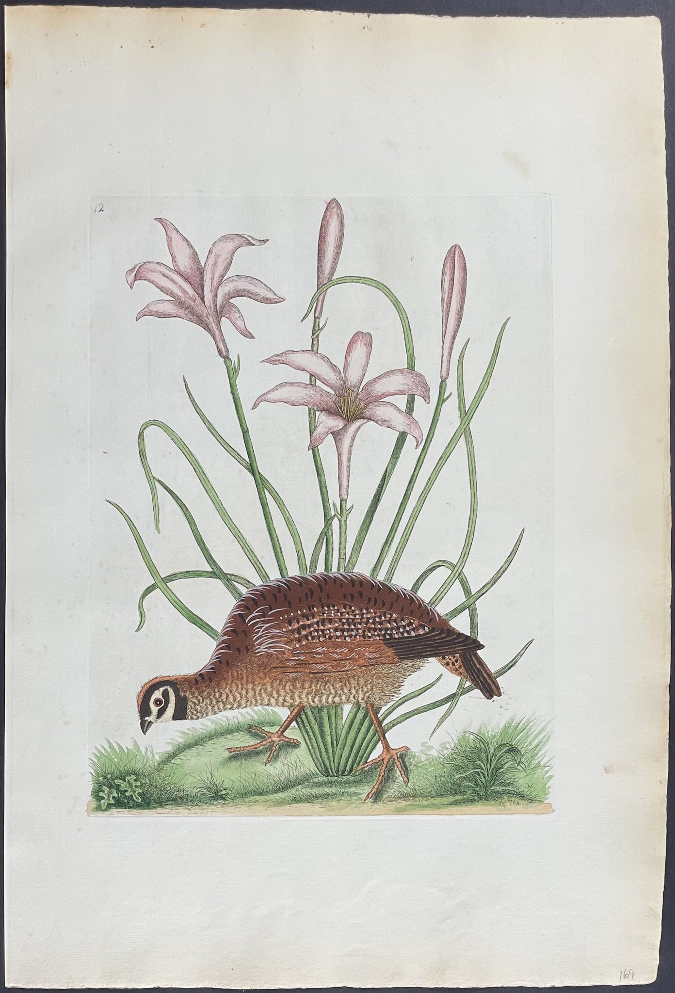 Catesby, Folio - American Partridge with Attamusco Lily. Sup-12: We are pleased to offer this remarkable, originally hand-colored engraving from Mark Catesby’s The Natural History of Carolina, Florida and the Bahama Islands: Containing the Figures of Birds, B