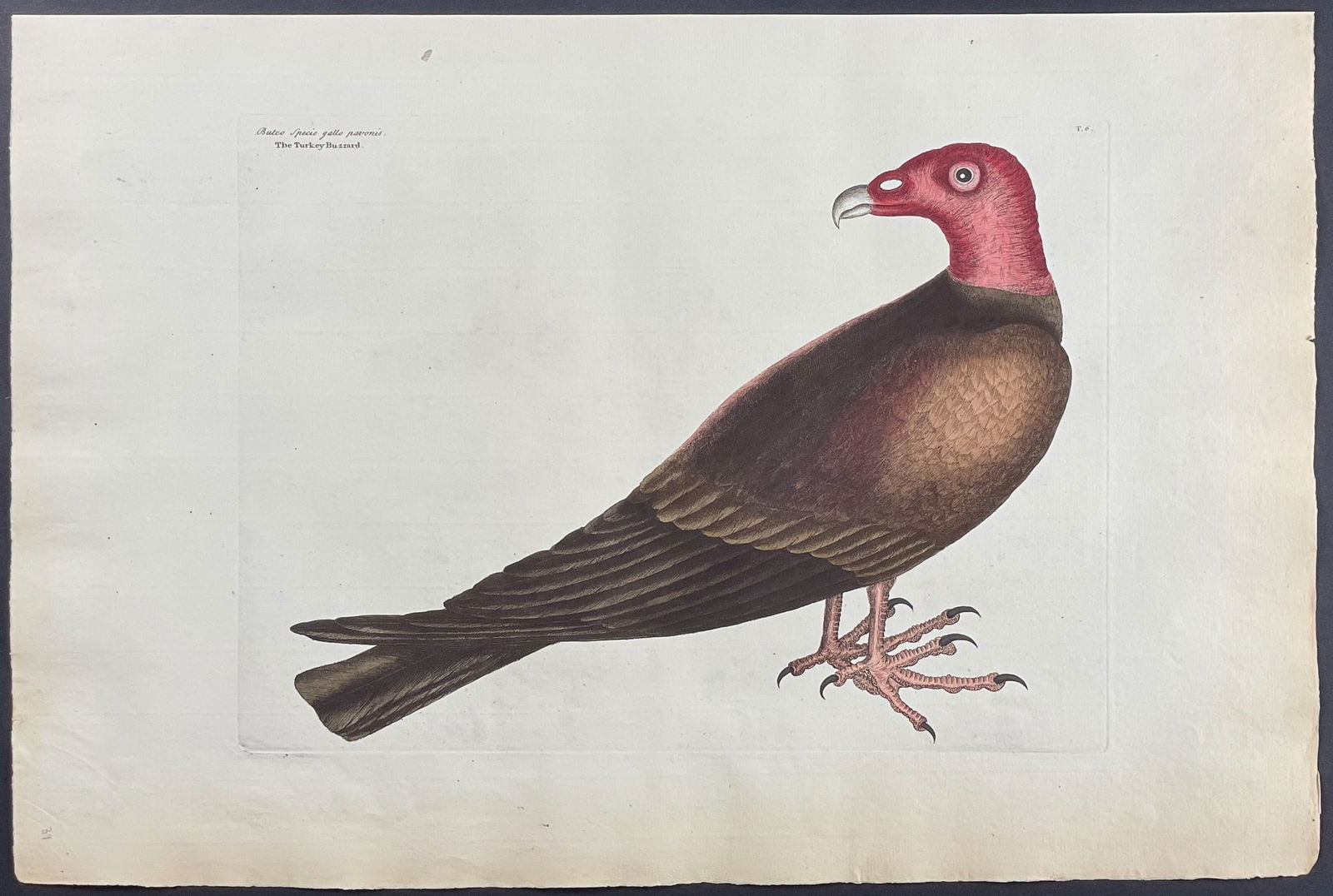 Catesby, Folio - Turkey Buzzard. 1-6: We are pleased to offer this remarkable, originally hand-colored engraving from Mark Catesby’s The Natural History of Carolina, Florida and the Bahama Islands: Containing the Figures of Birds, B