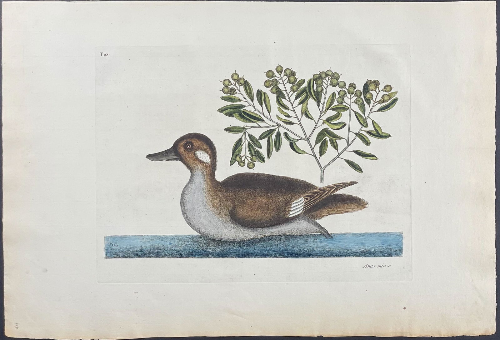 Catesby, Folio - Little Brown Duck with Soap-Wood. 1-98: We are pleased to offer this remarkable, originally hand-colored engraving from Mark Catesby’s The Natural History of Carolina, Florida and the Bahama Islands: Containing the Figures of Birds, B